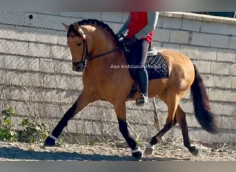 Lusitano, Stallion, 6 years, 15,2 hh, Buckskin