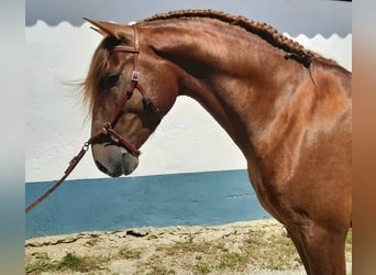 Lusitano, Stallion, 6 years, 15.2 hh, Chestnut-Red