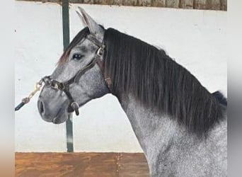 Lusitano Mix, Stallion, 6 years, 15.2 hh, Grey