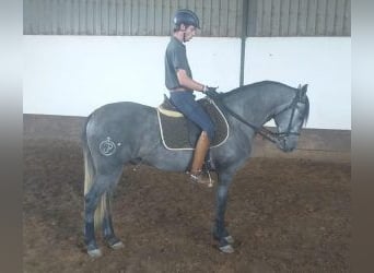 Lusitano Mix, Stallion, 6 years, 15.2 hh, Grey