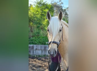 Lusitano, Stallion, 6 years, 15.2 hh, Pearl