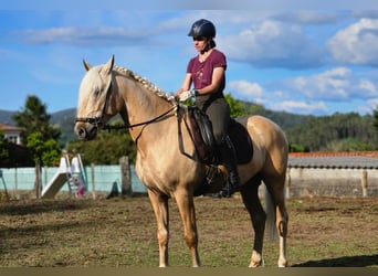 Lusitano, Stallion, 6 years, 15.2 hh, Pearl