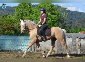 Lusitano, Stallion, 6 years, 15.2 hh, Pearl