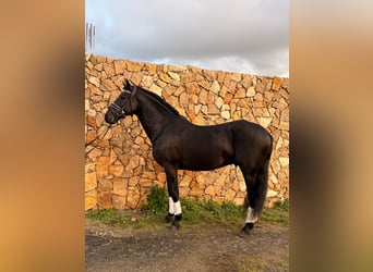 Lusitano, Stallion, 6 years, 15,1 hh, Black