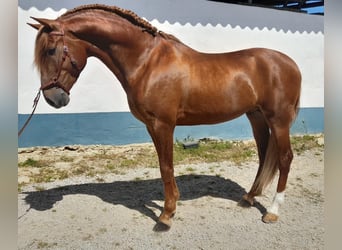 Lusitano, Stallion, 6 years, 15,2 hh, Chestnut-Red
