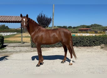 Lusitano, Stallion, 6 years, 15,2 hh, Chestnut-Red