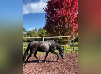 Lusitano, Stallion, 6 years, 15,2 hh, Smoky-Black