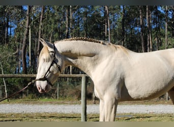 Lusitano, Stallion, 6 years, 15,3 hh, Champagne