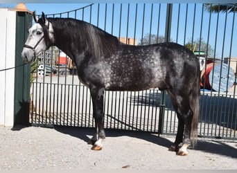Lusitano, Stallion, 6 years, 16.1 hh, Gray