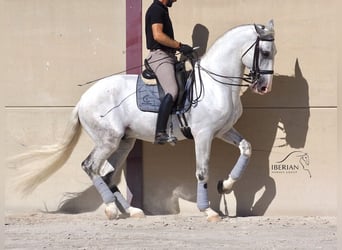 Lusitano, Stallion, 6 years, 16.1 hh, Grey