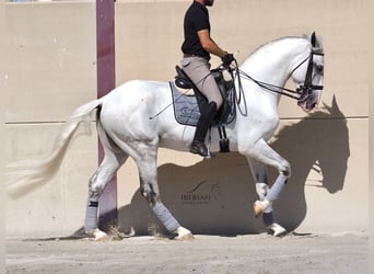Lusitano, Stallion, 6 years, 16.1 hh, Grey
