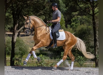 Lusitano, Stallion, 6 years, 16.3 hh, Palomino