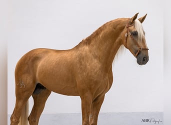 Lusitano, Stallion, 6 years, 16.3 hh, Palomino