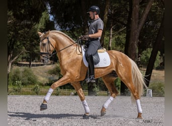 Lusitano, Stallion, 6 years, 16.3 hh, Palomino