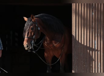 Lusitano, Stallion, 6 years, 16 hh, Brown
