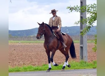Lusitano, Stallion, 6 years, 16 hh, Brown