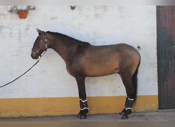 Lusitano, Stallion, 6 years, 16 hh, Buckskin