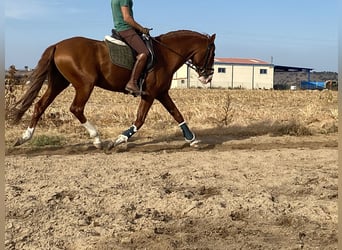 Lusitano, Stallion, 6 years, 16 hh, Chestnut-Red