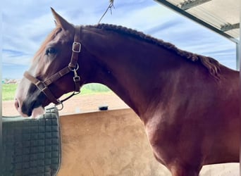 Lusitano, Stallion, 6 years, 16 hh, Chestnut-Red