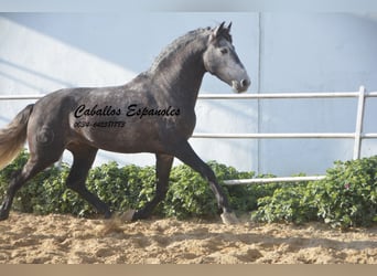 Lusitano, Stallion, 6 years, 16 hh, Gray-Dapple