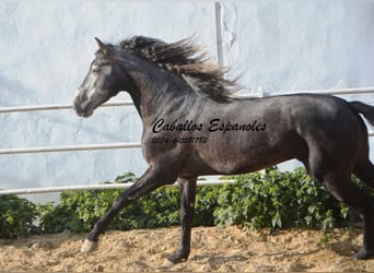 Lusitano, Stallion, 6 years, 16 hh, Gray-Dapple
