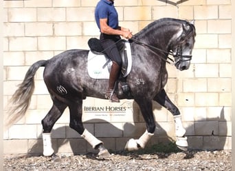 Lusitano, Stallion, 6 years, 16 hh, Grey
