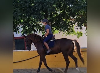 Lusitano, Stallion, 6 years, 17 hh, Chestnut-Red