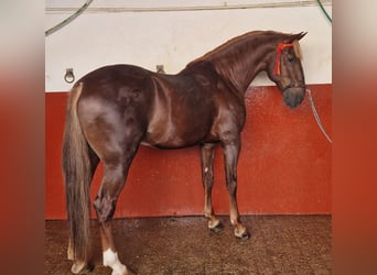 Lusitano, Stallion, 6 years, 17 hh, Chestnut-Red
