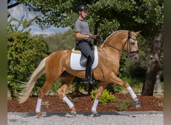 Lusitano, Stallion, 6 years, 17 hh, Palomino