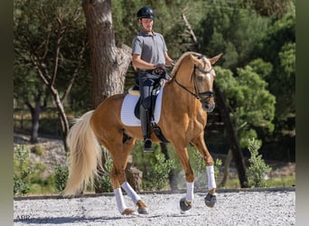 Lusitano, Stallion, 6 years, 17 hh, Palomino