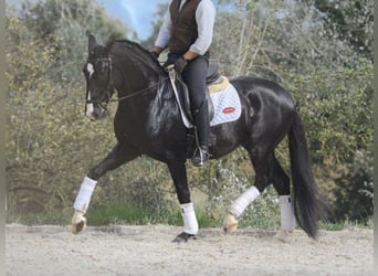 Lusitano, Stallion, 7 years, 15.2 hh, Black