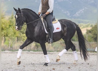 Lusitano, Stallion, 7 years, 15.2 hh, Black
