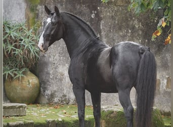Lusitano, Stallion, 7 years, 15.2 hh, Black