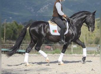 Lusitano, Stallion, 7 years, 15.2 hh, Black