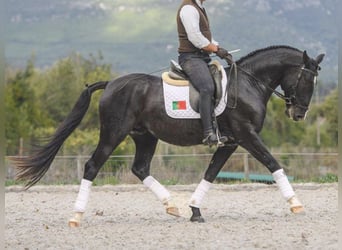 Lusitano, Stallion, 7 years, 15.2 hh, Black