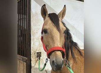 Lusitano, Stallion, 7 years, 15.2 hh, Dun