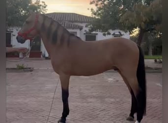 Lusitano, Stallion, 7 years, 15.2 hh, Dun