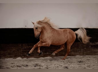 Lusitano Mix, Stallion, 7 years, 15.2 hh, Palomino