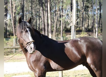Lusitano, Stallion, 7 years, 15,1 hh, Black