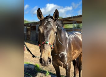 Lusitano, Stallion, 7 years, 15,1 hh, Buckskin