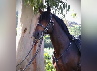 Lusitanos, Hengst, 7 Jahre, 16 hh, Dunkelbrauner