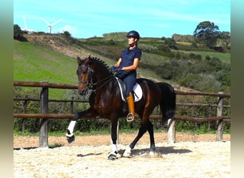 Lusitano, Stallion, 7 years, 16 hh, Bay-Dark