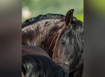 Lusitano, Stallion, 7 years, 16 hh, Bay-Dark