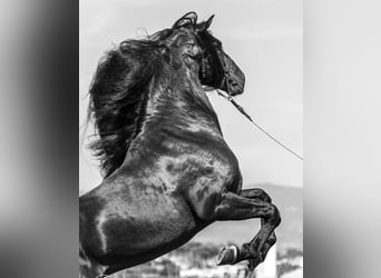 Lusitano, Stallion, 7 years, 16 hh, Bay-Dark