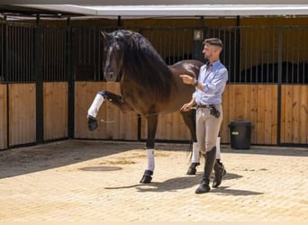 Lusitano, Stallion, 7 years, 16 hh, Bay-Dark