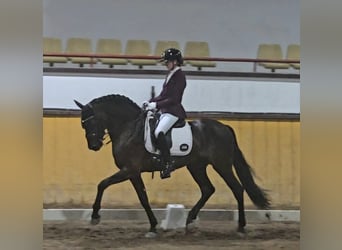 Lusitano, Stallion, 7 years, 16 hh, Bay-Dark