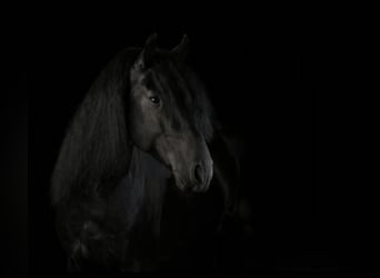 Lusitano, Stallion, 7 years, 16 hh, Black