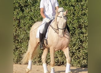 Lusitano, Stallion, 7 years, 16 hh, Cremello