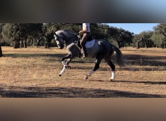 Lusitano, Stallion, 7 years, 16 hh, Gray