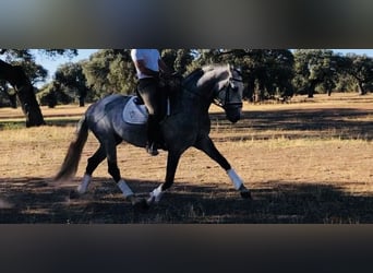 Lusitano, Stallion, 7 years, 16 hh, Gray